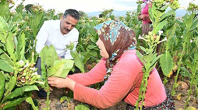 Kadın işçiler tarımsal  üretimin her aşamasında