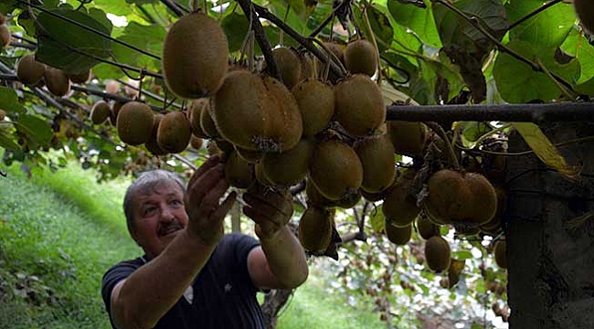 Kiviler dalında satıldı