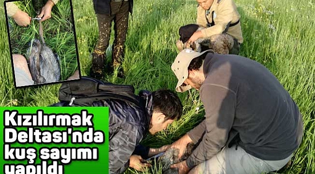 Kızılırmak Deltası'nda kuş sayımı yapıldı