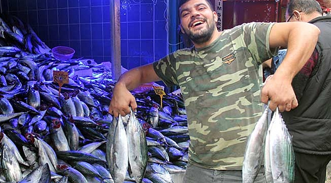 Palamut hamsiyi yedi!