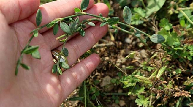 Samsun madımağı koruma altında