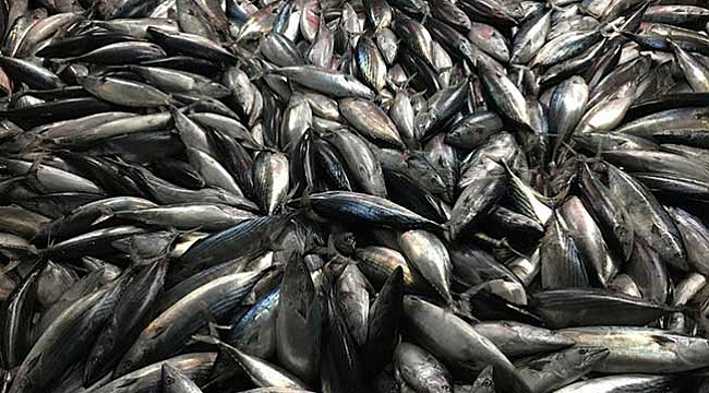 Son 10 yılın en bereketli sezonu