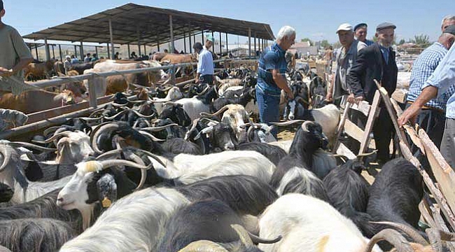 Sungurlu Hayvan Pazarı  11 Ekim’de açılıyor
