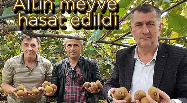 Altın meyve hasat edildi