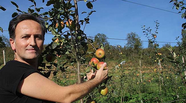 Amasya elmasına rakip oldu