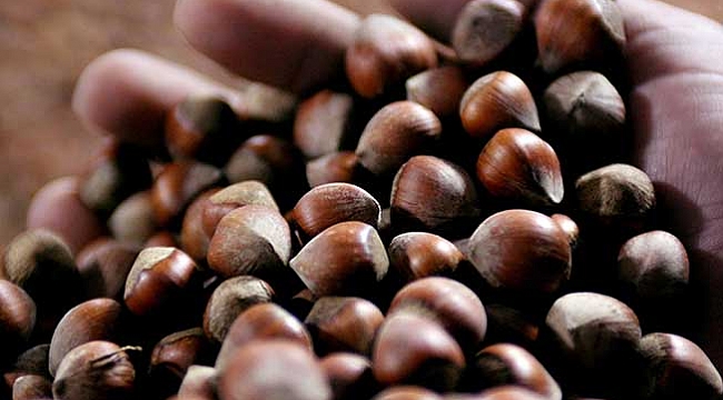 Fındık fiyatı 1,5 lira yükseldi