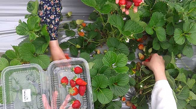 Samsun'da çilek üretimi artıyor
