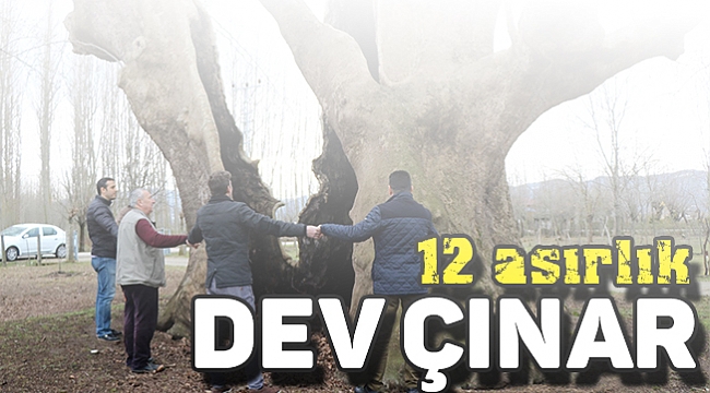 12 asırlık dev çınar