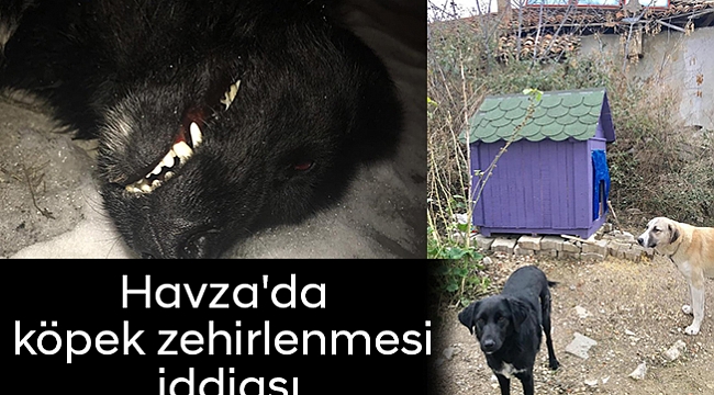 Havza'da köpek zehirlenmesi iddiası
