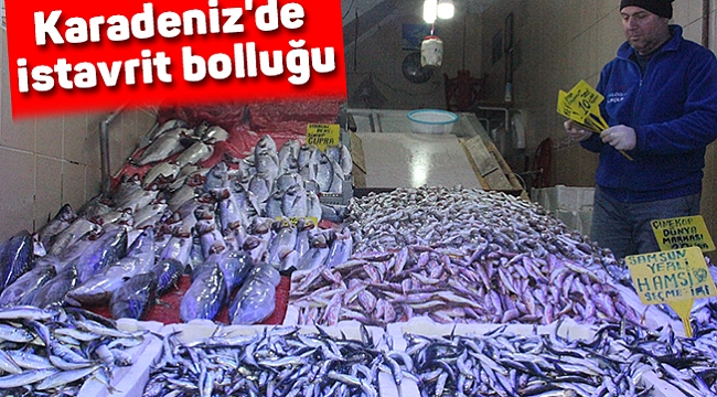 Karadeniz'de istavrit bolluğu