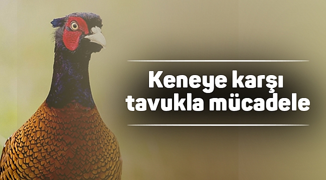 Keneye karşı tavukla mücadele