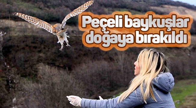 Peçeli baykuşlar  doğaya bırakıldı