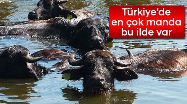 Türkiye'de en çok manda bu ilde var