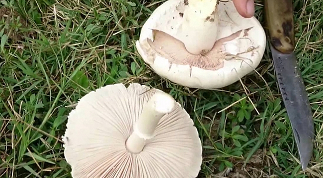 Yedikleri mantar zehirledi