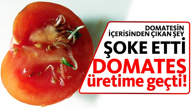 Domates üretime geçti!
