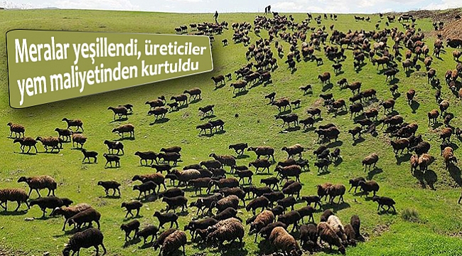 Meralar yeşillendi, üreticiler yem maliyetinden kurtuldu