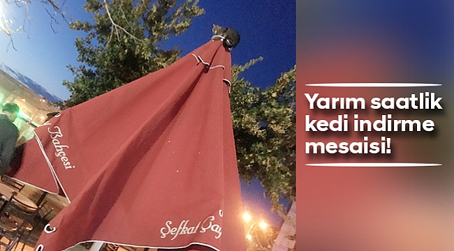 Yarım saatlik kedi indirme mesaisi!