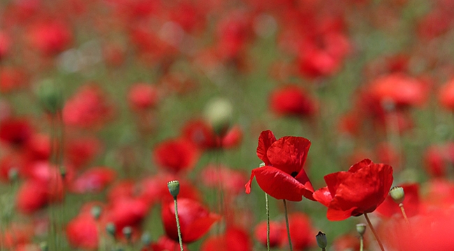 Gelinciklerin görsel şöleni