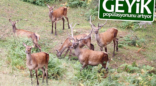 Geyik popülasyonunu artıyor