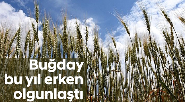 Buğday bu yıl erken olgunlaştı