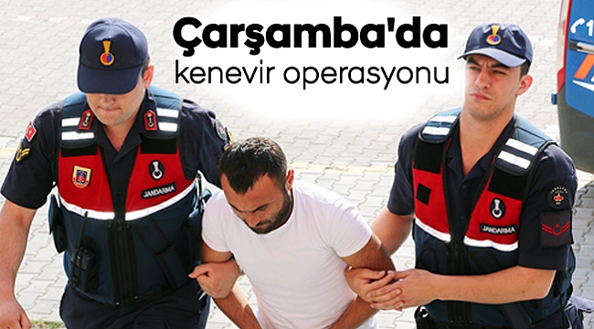 Çarşamba'da kenevir operasyonu