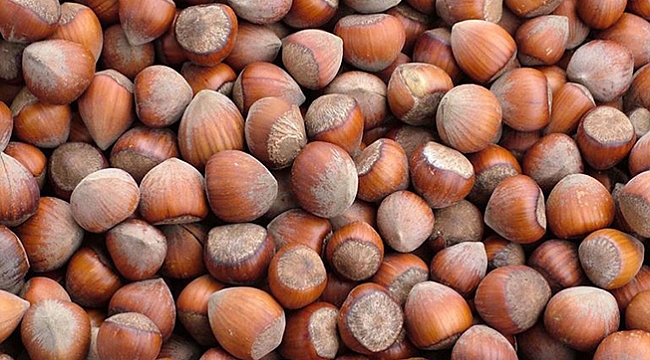 Fındıkta rekor beklentisi