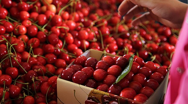 Kiraz ihracatında rekor gelebilir