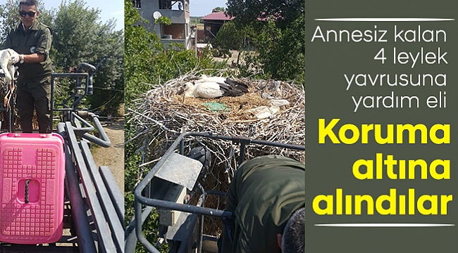 Koruma altına alındılar