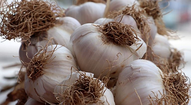 Sarımsağın atığı da antioksidan açısından değerli