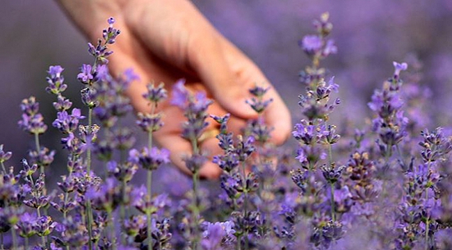 Uykusuzluk, depresyon, ağrı ve yaranın ilacı: Lavanta