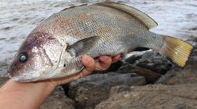 Bu balığın kulakları  etinden daha değerli!