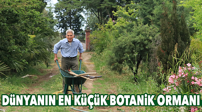 Dünyanın en küçük botanik ormanı