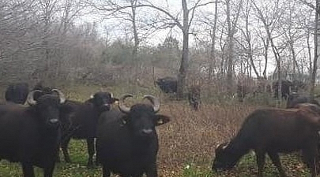 OMÜ’ye mandalar bu defa ineklerle geldi