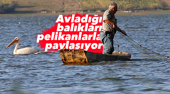 Avladığı balıkları  pelikanlarla paylaşıyor