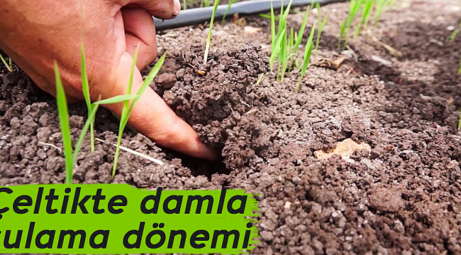 Çeltikte damla sulama dönemi