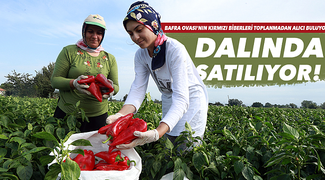 DALINDA SATILIYOR!