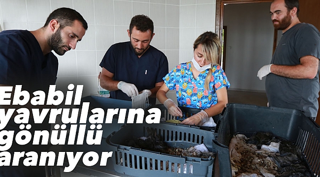 Ebabil yavrularına gönüllü aranıyor