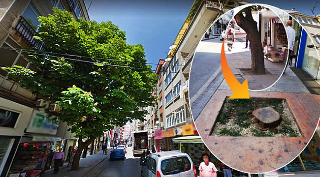 Gazi Caddesi'nin  tek ağacı kesildi