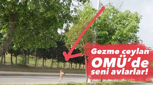 Gezme ceylan OMÜ’de seni avlarlar!