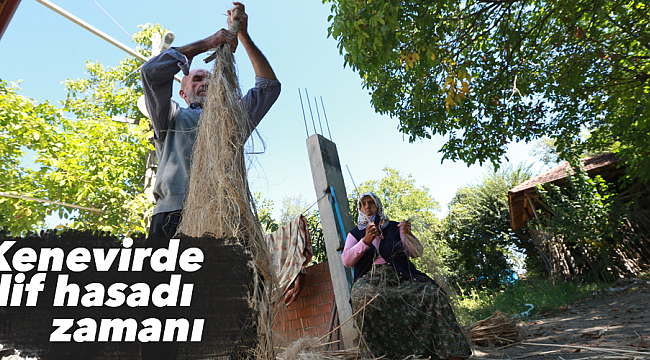 Kenevirde lif hasadı zamanı