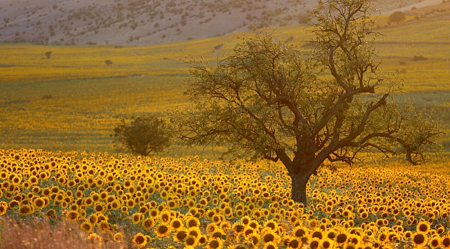 Tahmini rekolte 25 bin ton