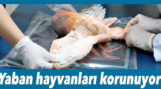 Yaban hayvanları korunuyor