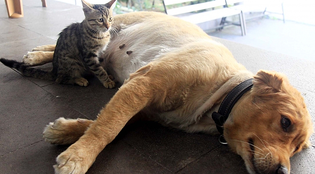 Annesi terk etti Tarçın sahip çıktı