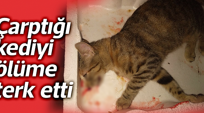 Çarptığı kediyi ölüme terk etti
