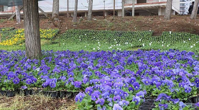 İlkadım binlerce çiçekle renklenecek