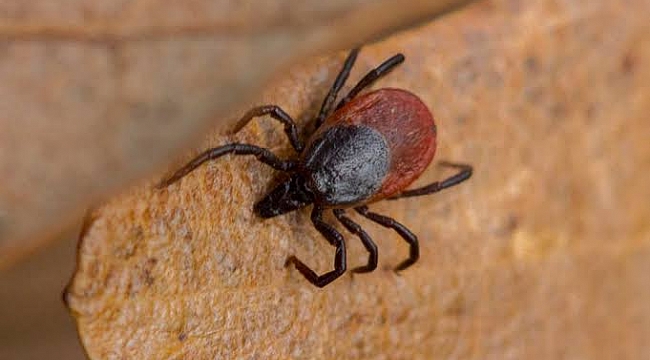 Kavak’ta 868 kene vakası yaşandı!