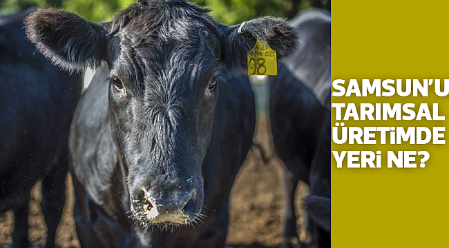 Samsun’un tarımsal  üretimde yeri ne?