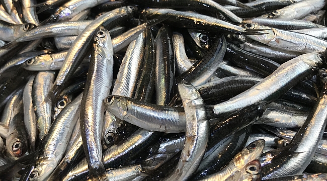 Hamsi Karadeniz'i terk ediyor