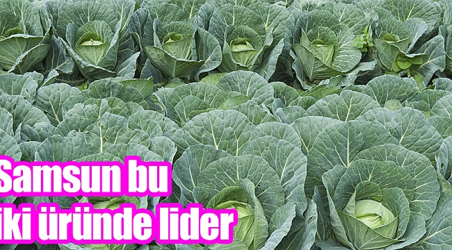 Samsun bu iki üründe lider