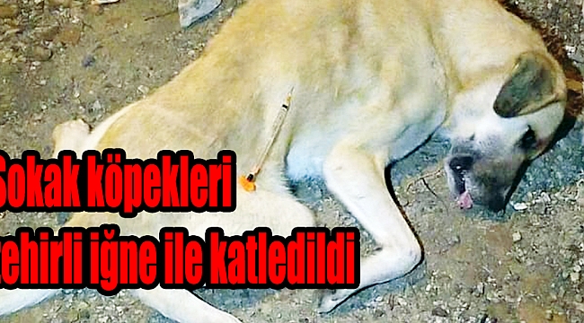 Sokak köpekleri zehirli iğne ile katledildi